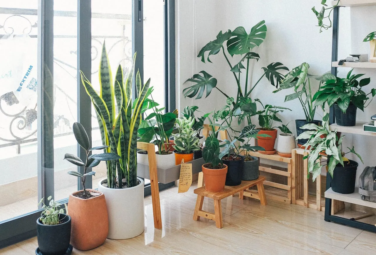 Boost de gezondheid van je planten: 3 simpele ingrediënten maken het recept voor krachtige plantenvoeding