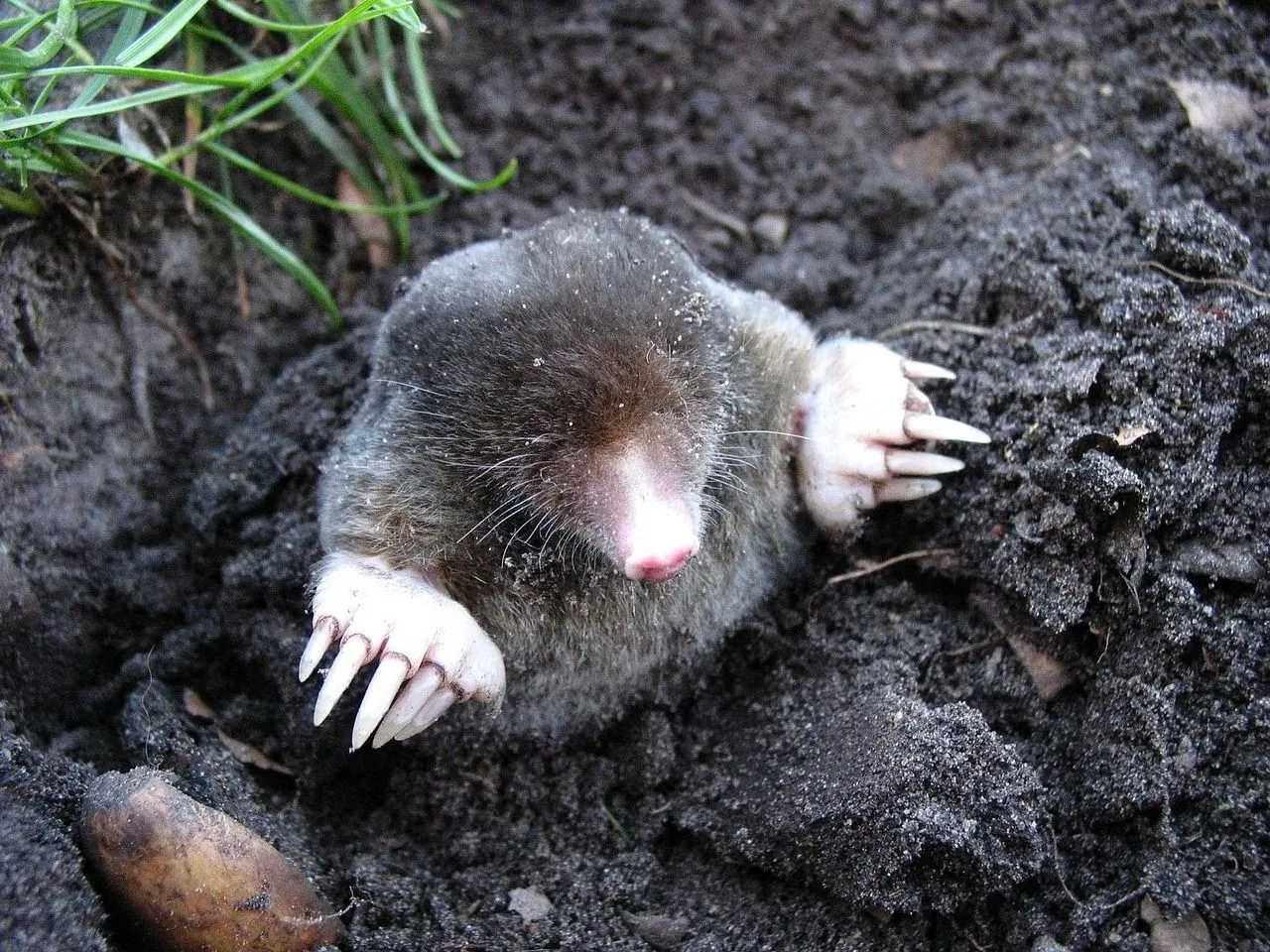 Deze graver wil je niet in je tuin! 5 efficiënte manieren om mollen te verjagen zonder vallen te zetten