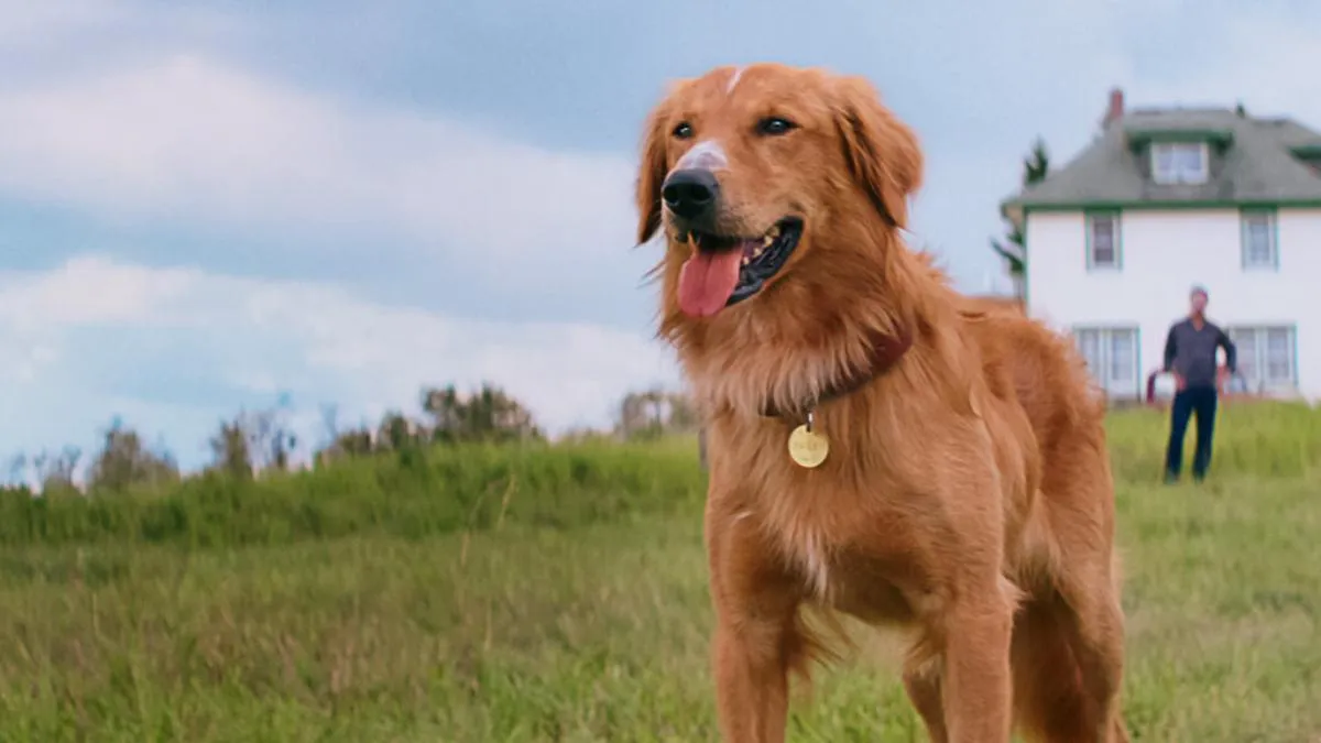 Netflix-kijkers overspoeld door emoties, film waarin een hond tot het uiterste gaat: “Dit is genieten ... lachen en traantjes tegelijk, zalige film"