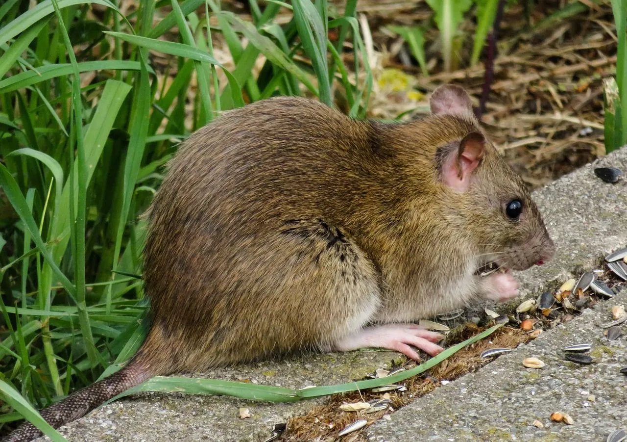 muis rat dier tuin