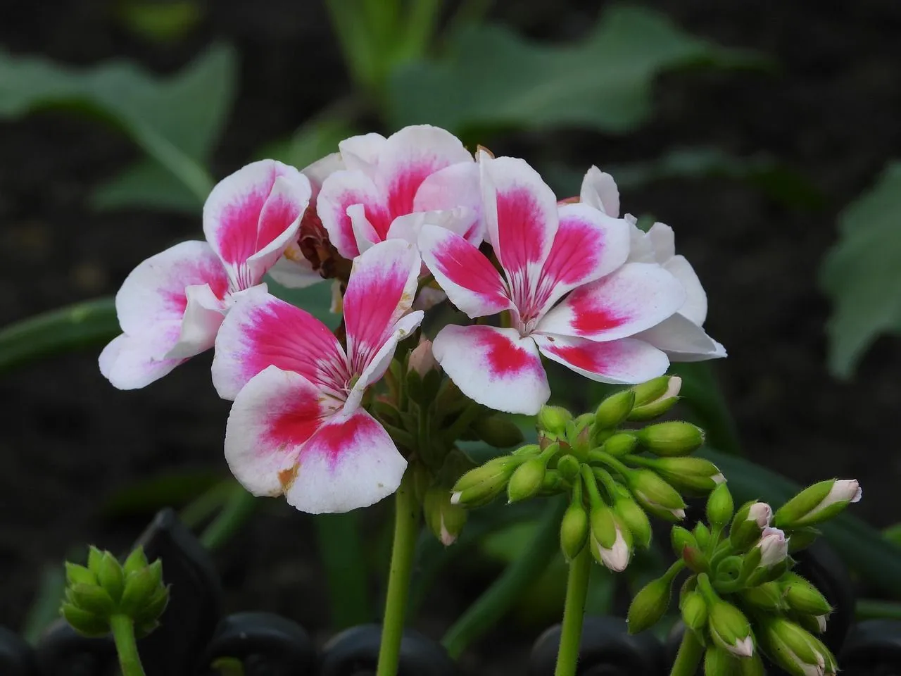 Geraniums, de topfavoriet voor je tuin: Zo laat je ze heel de zomer prachtig bloeien