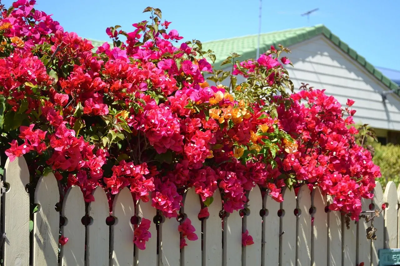 Van tropische landen tot België: Prachtige bougainvillea verovert Belgische tuinen
