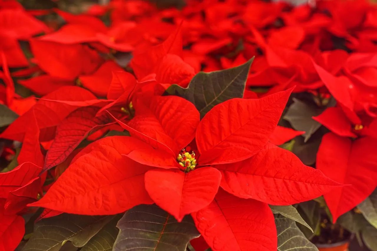 Iedereen geniet van deze eyecatcher: Met deze tip laat je je kerstster nog langer bloeien