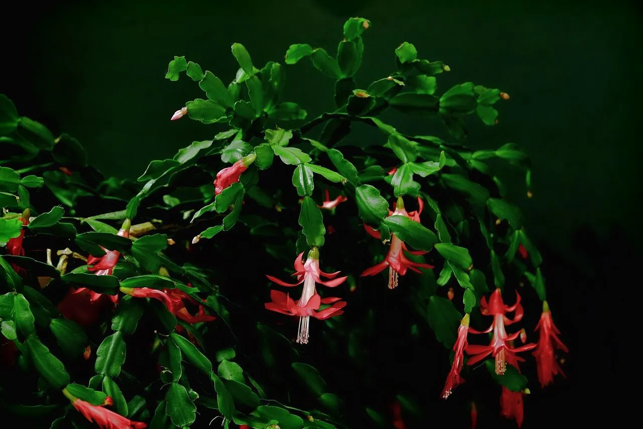 Wat je absoluut nog deze maand moet doen bij je kerstcactus, veel mensen weten dit niet