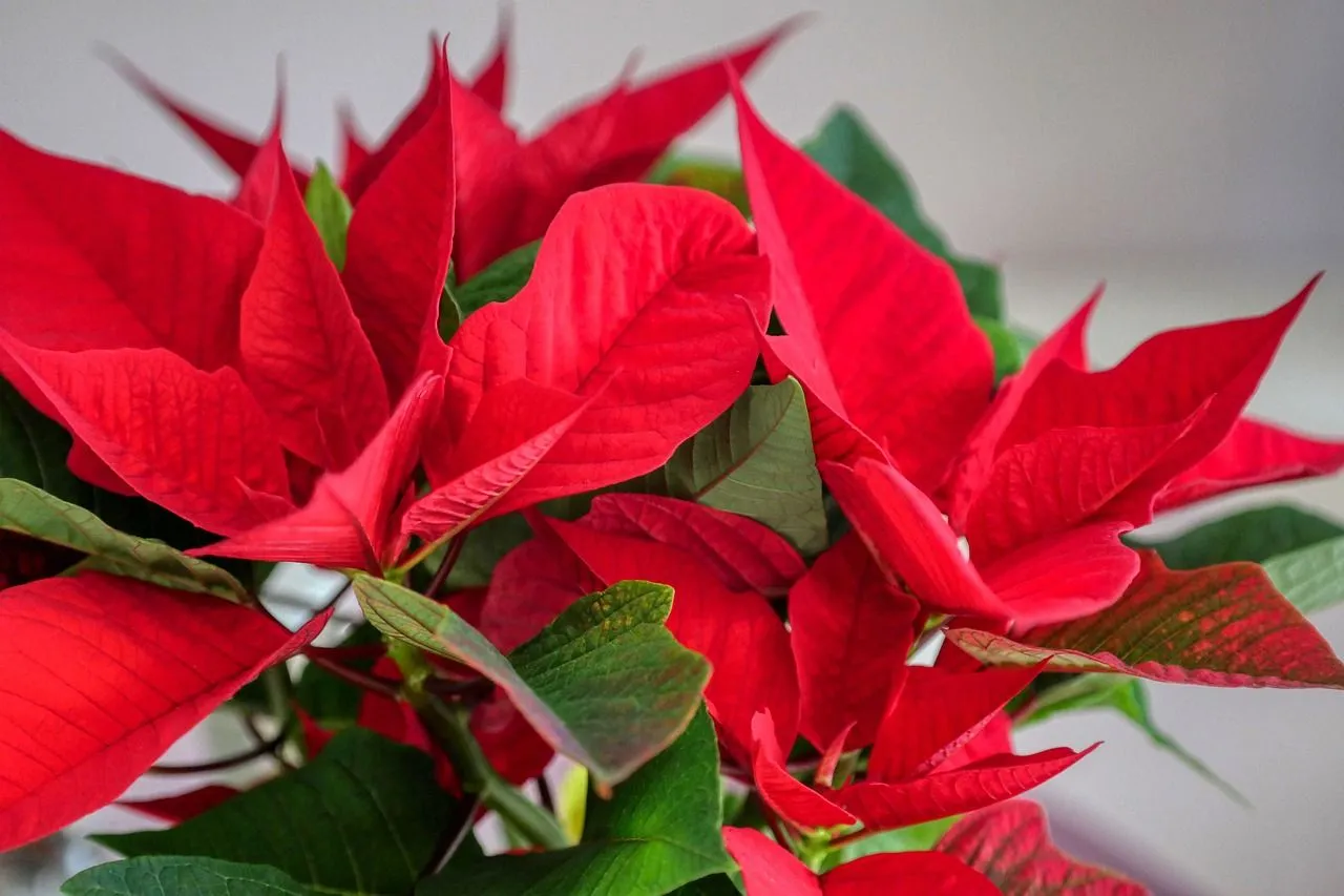 Gooi je kerstster niet zomaar weg: Met deze tip geef je haar een tweede leven