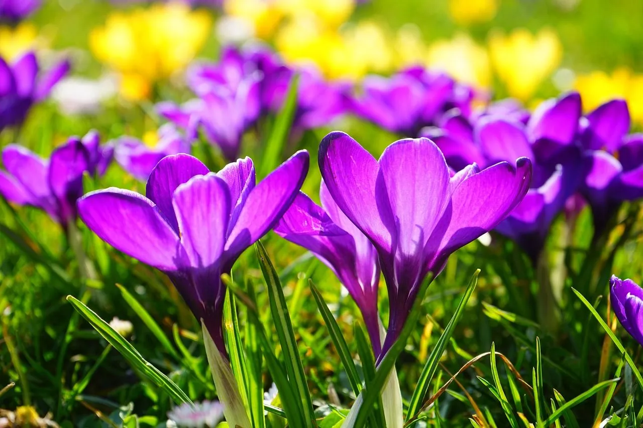 Deze bloembollen kan je nu al in grond steken: Kleurenpracht in de lente gegarandeerd
