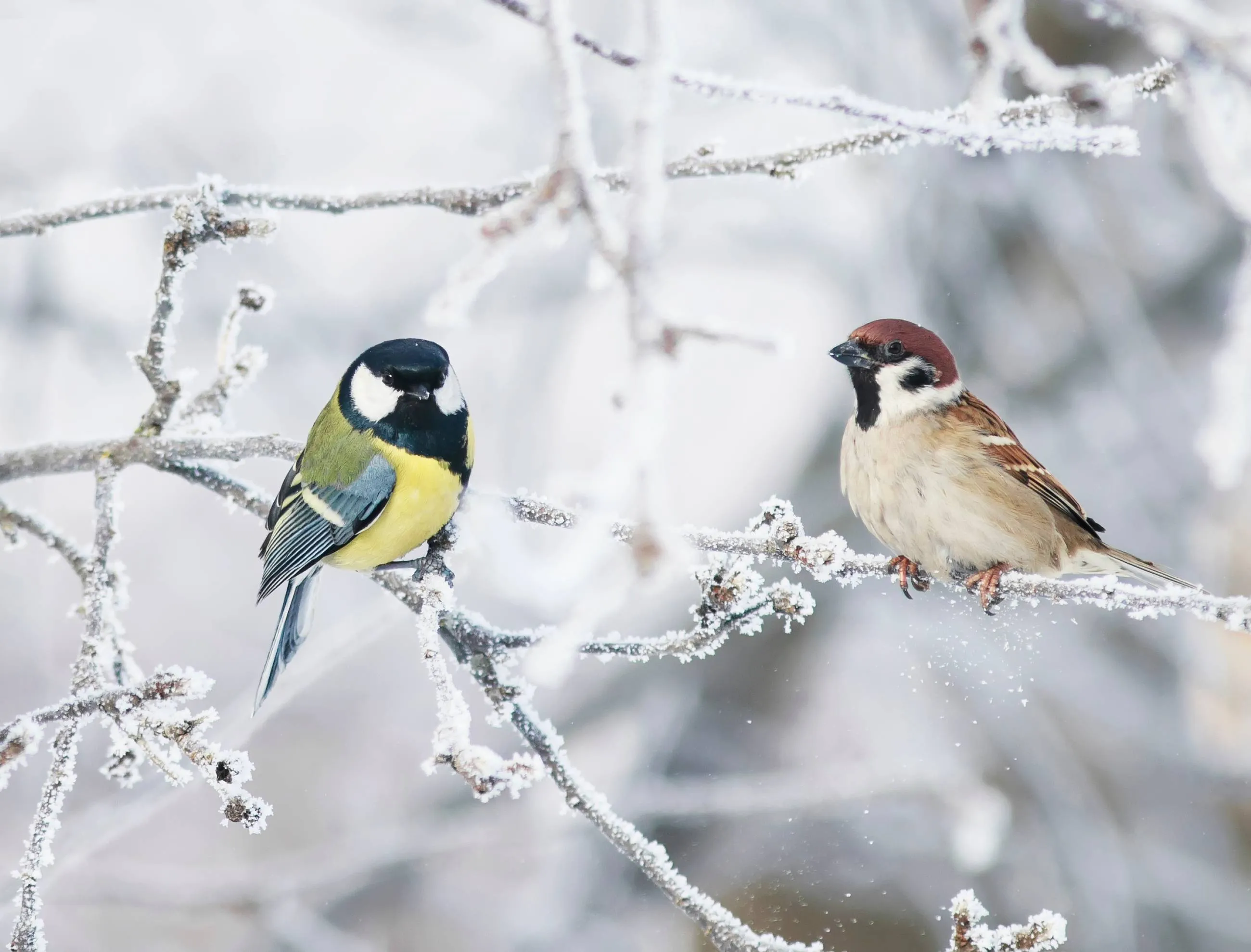 vogels sneeuw