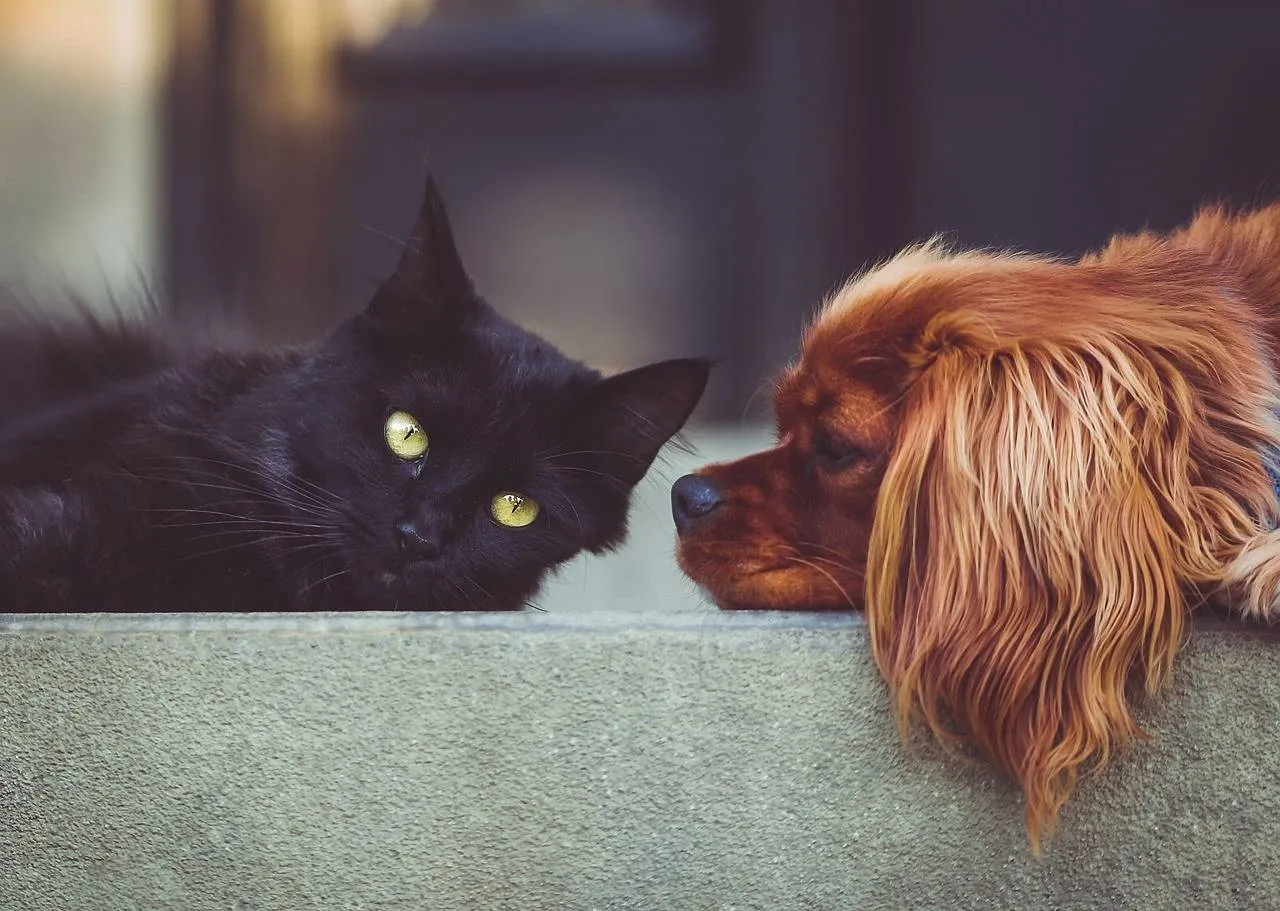 hond en kat
