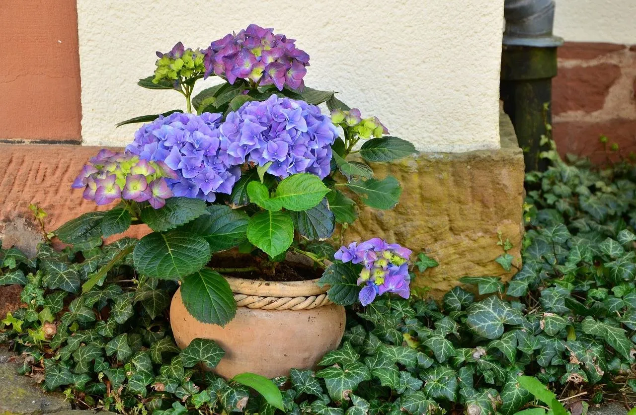 Te veel klimop die je tuin overneemt? Zo verwijder je de ongewenste uitlopers voorgoed