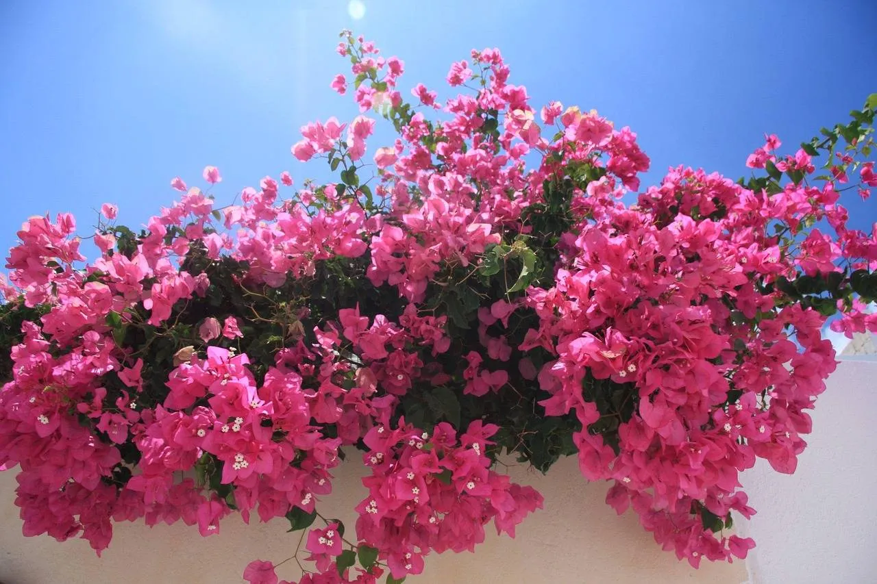 Zoek je een plant voor in de volle zon? Bougainvillea zorgt voor een explosie van bloemen!