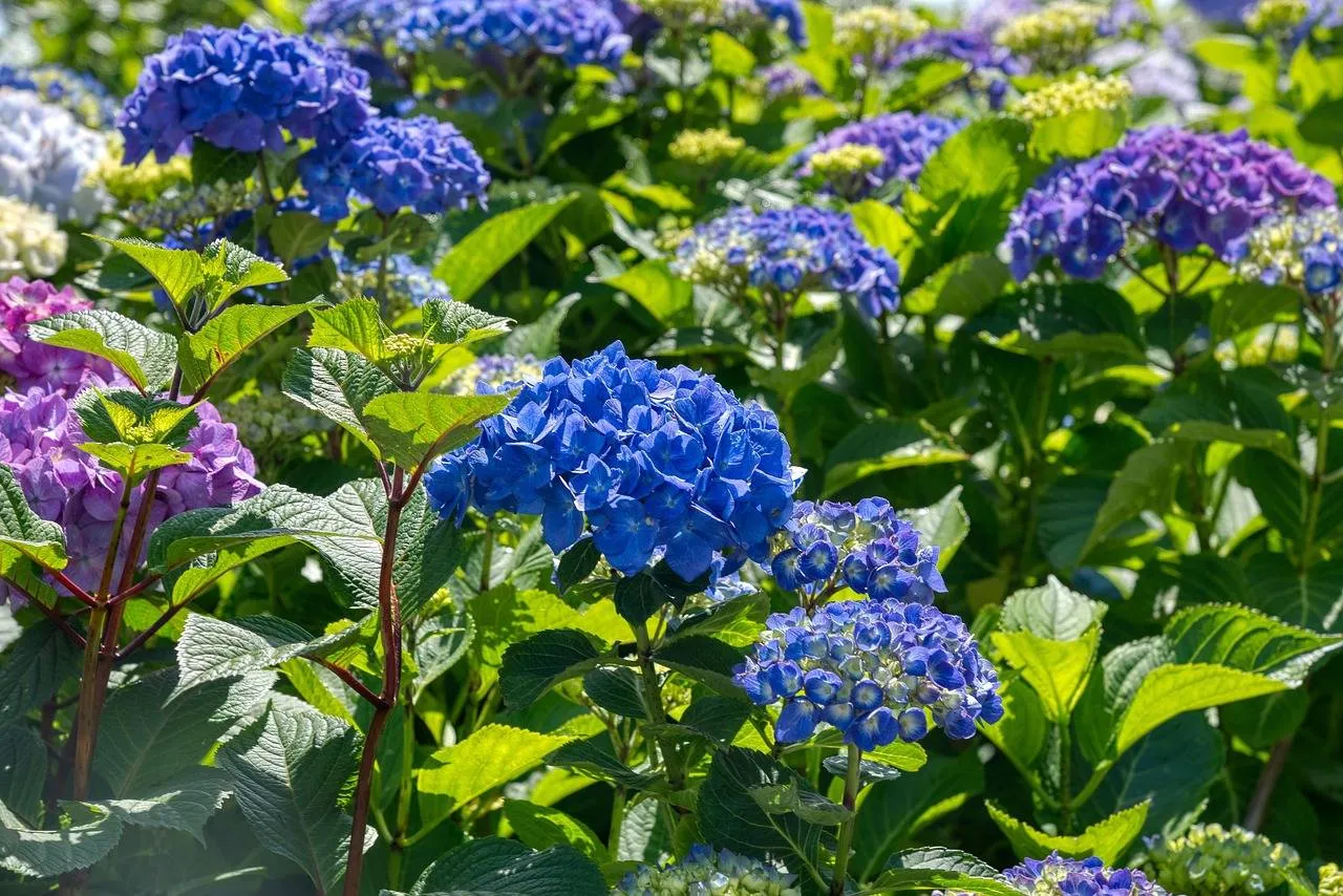 Wie droomt er niet van een tuin of terras vol bloemen, het hele jaar door? Deze 2 planten maken het mogelijk!