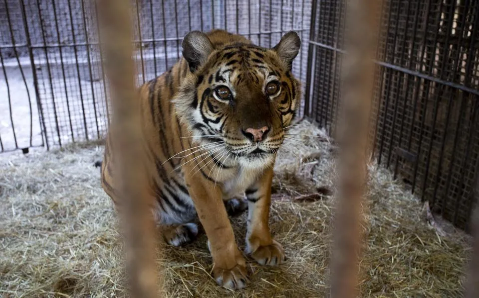 vier20pfoten 2025 10 16 00003