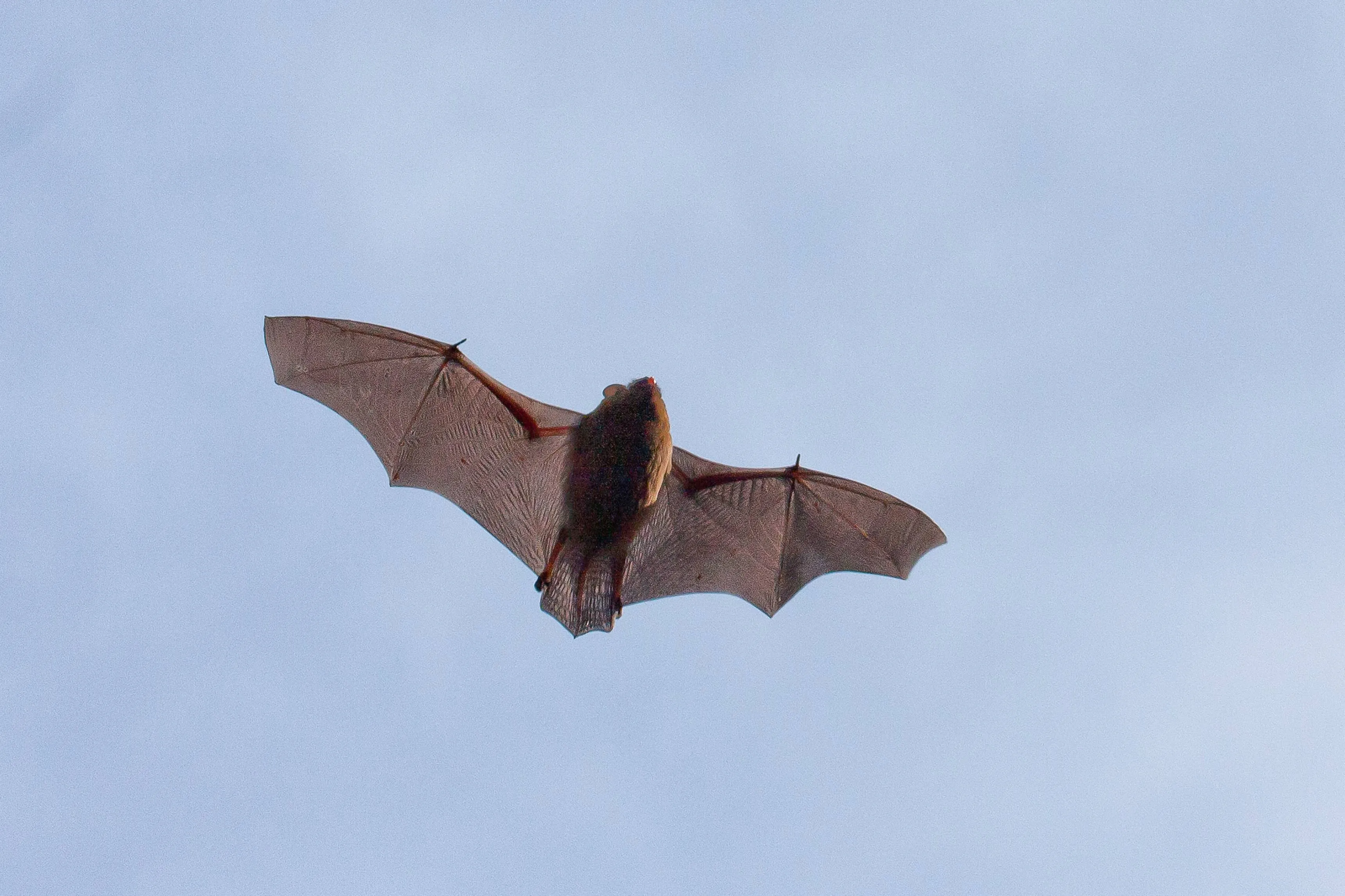 Gewone-dwergvleermuis@Mark-Kras---Staatsbosbeheer