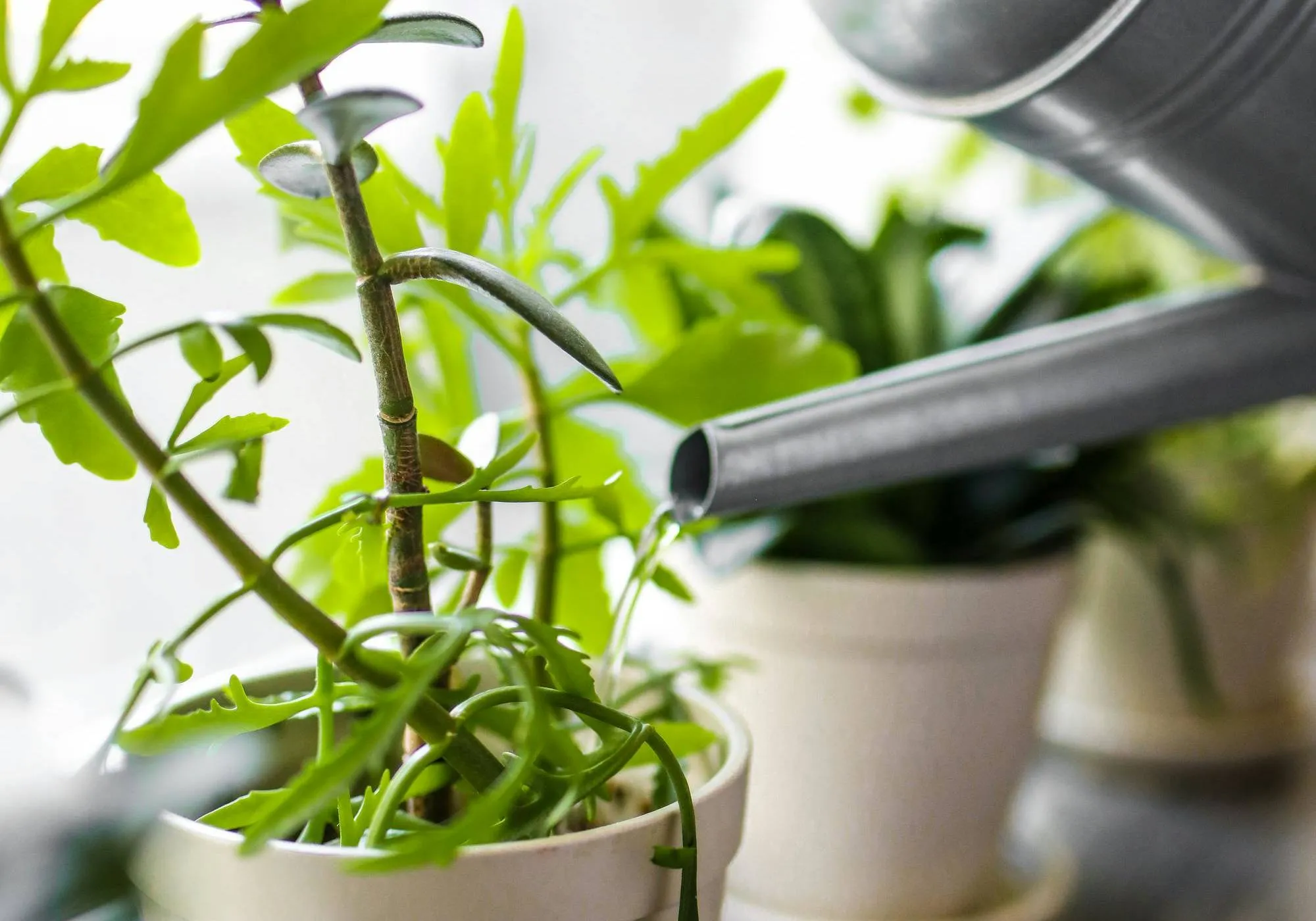 pexels-polina-tankilevitch-4440534