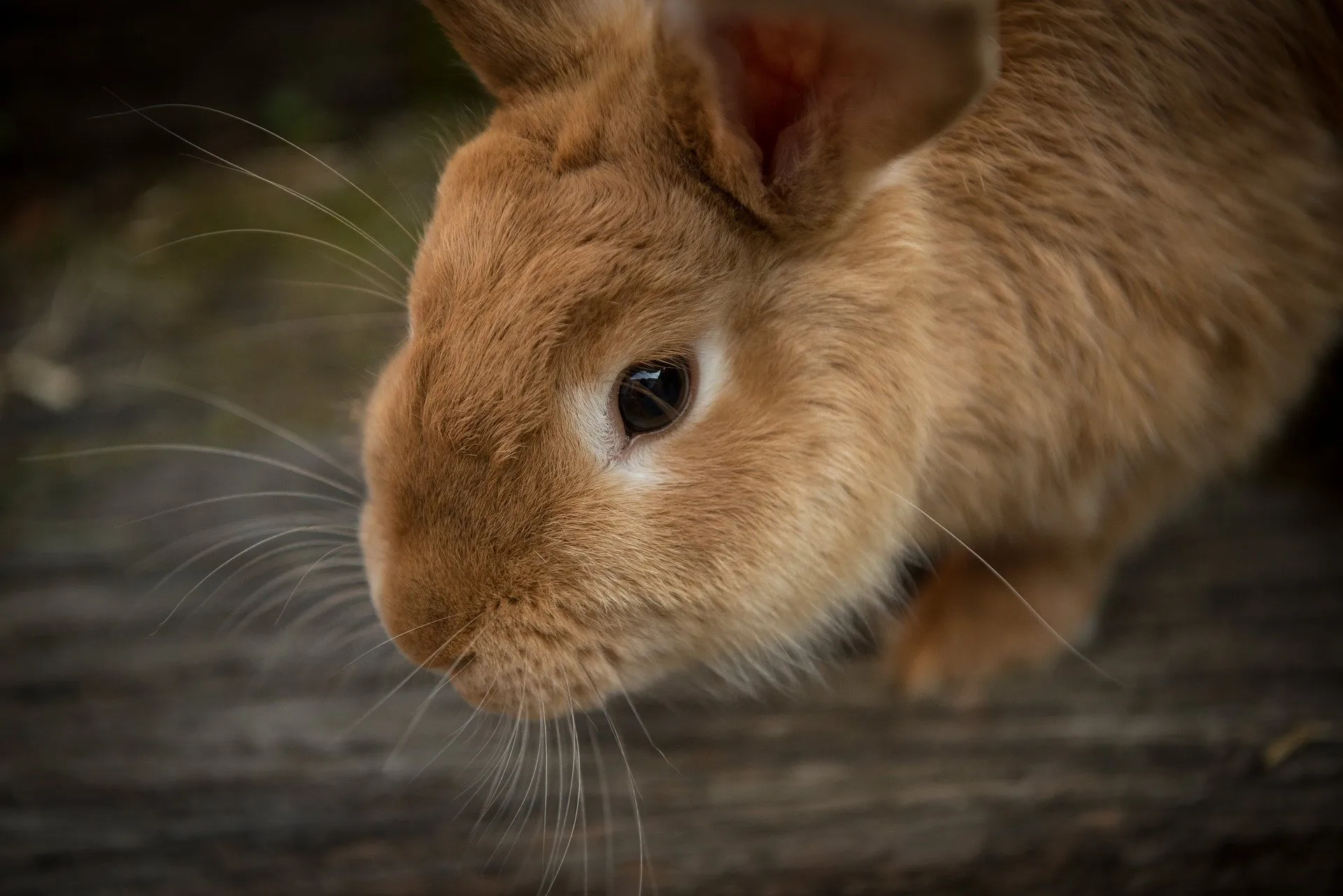 animal 1846462 1920