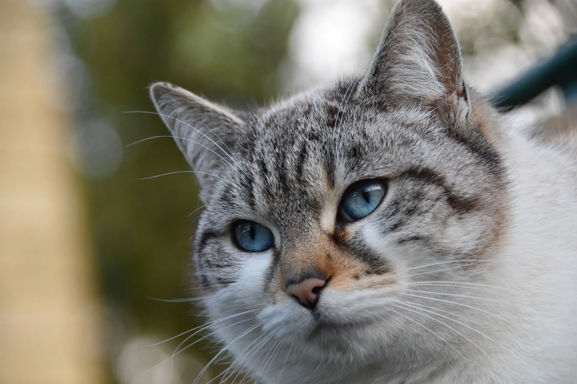cat 4918661 1920 1