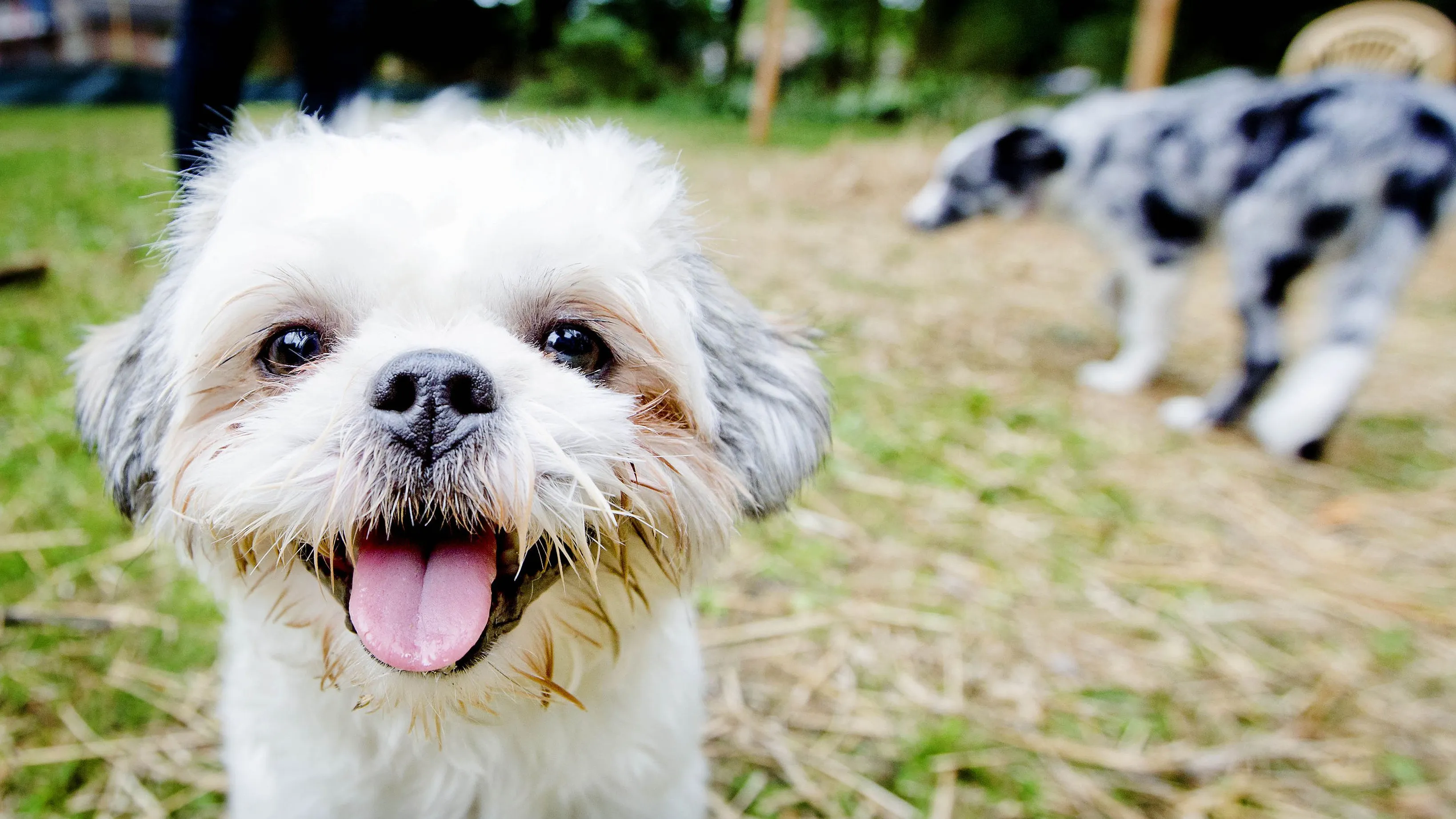 hondje
