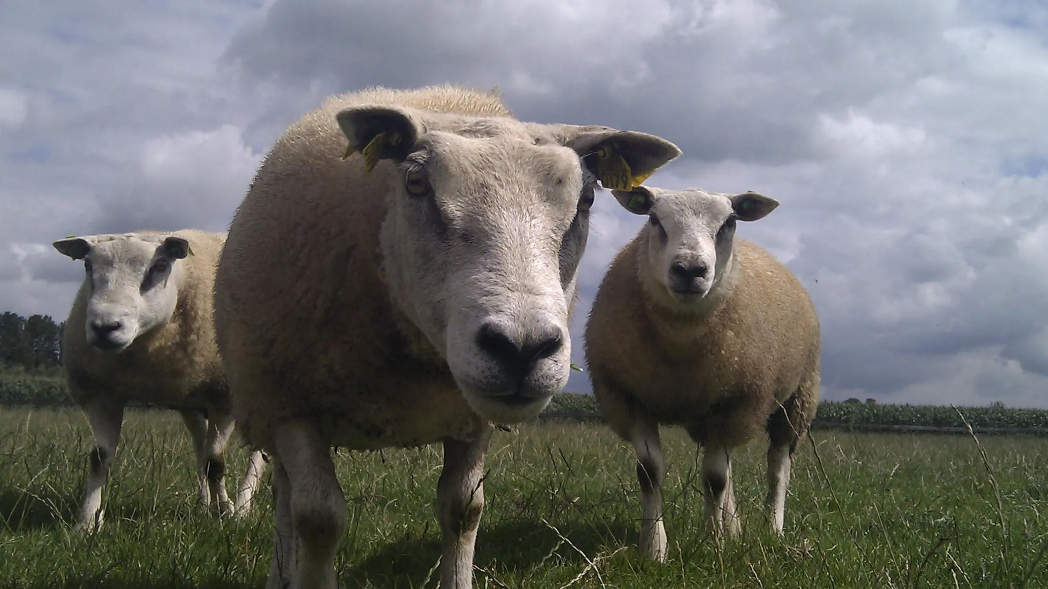 schapen