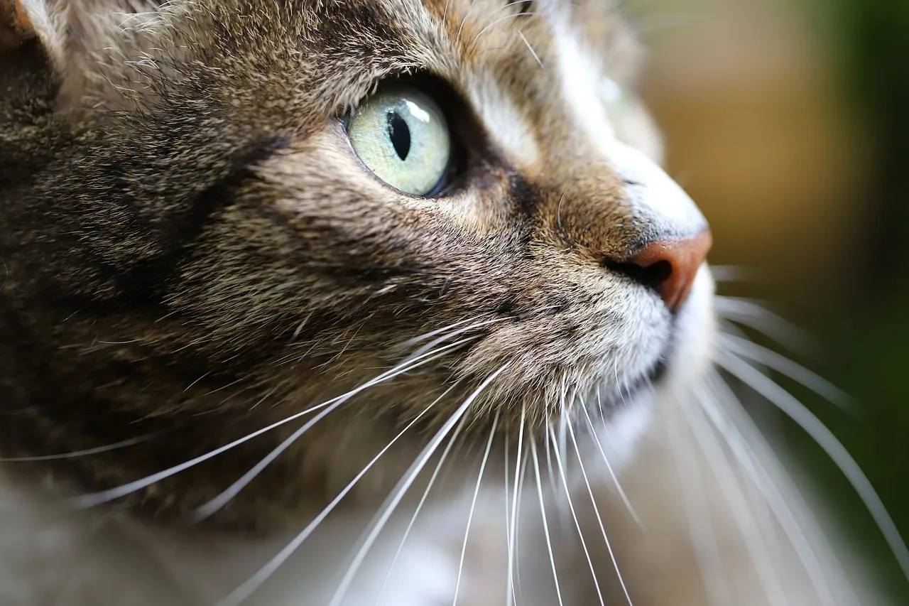 cat 6664360 1280