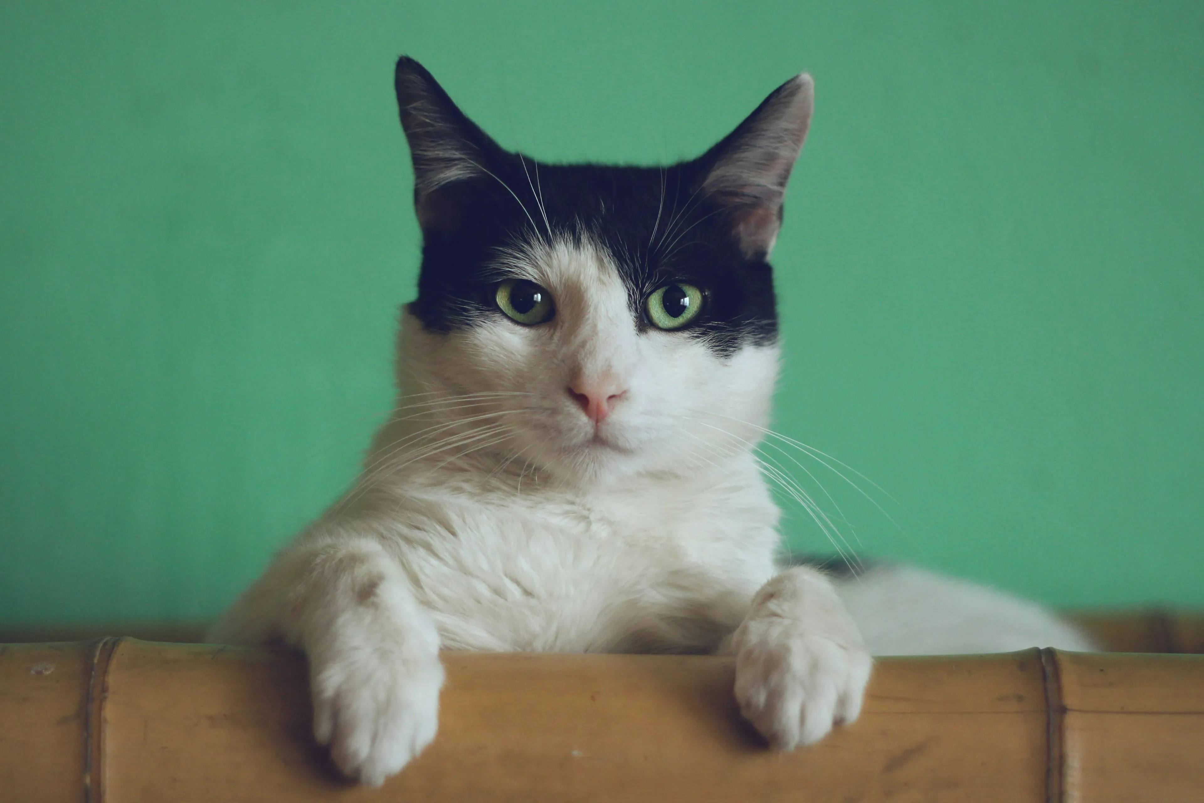 manja vitolic gkxkby c dk unsplash