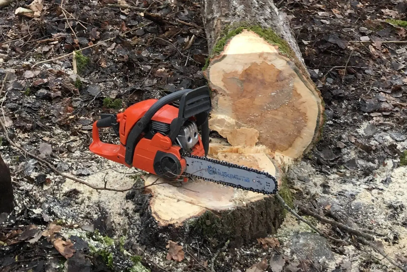tree-felling-2191064