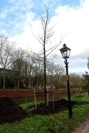 Duiveltjesiep bij Willemsplantsoen