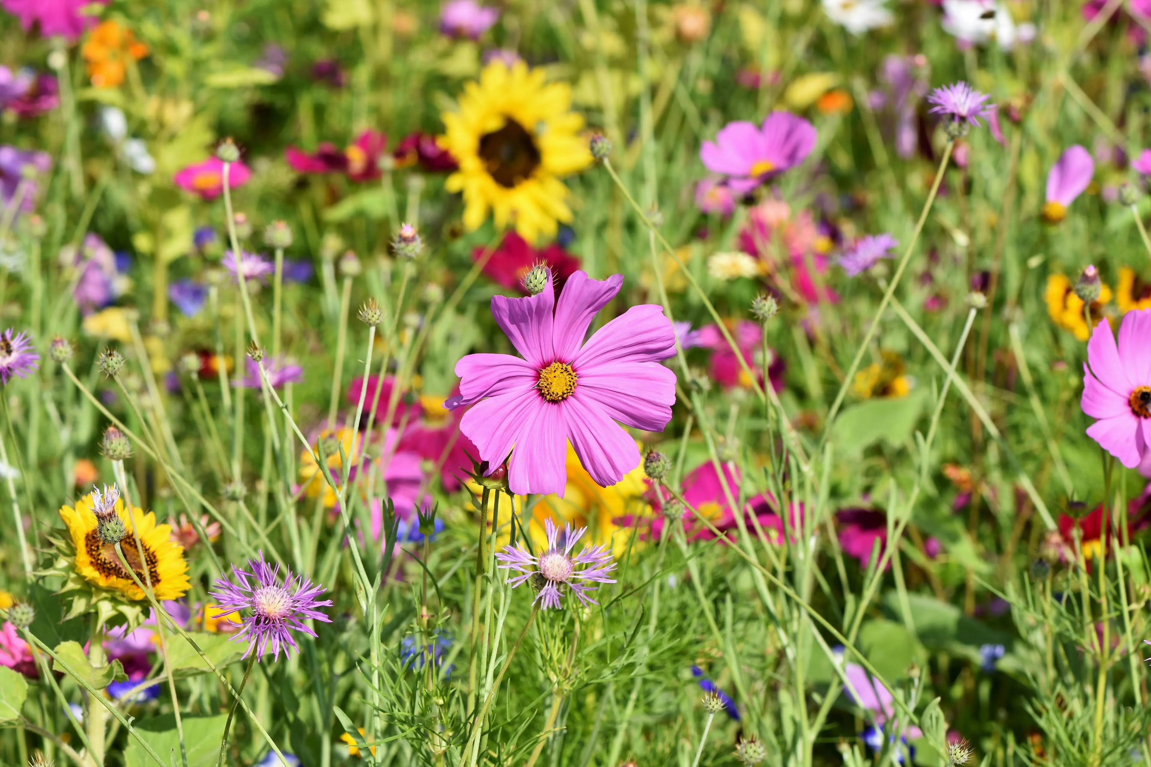 tuin bloemen