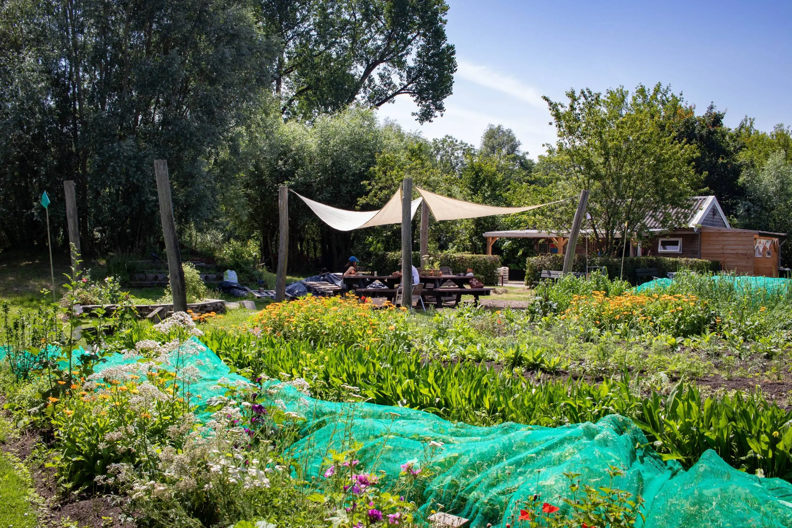 zelfoogsttuin Koppelsteede