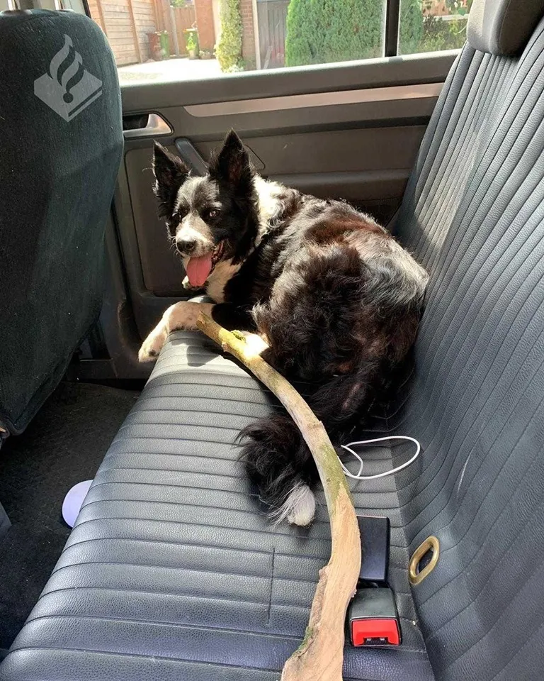 hond