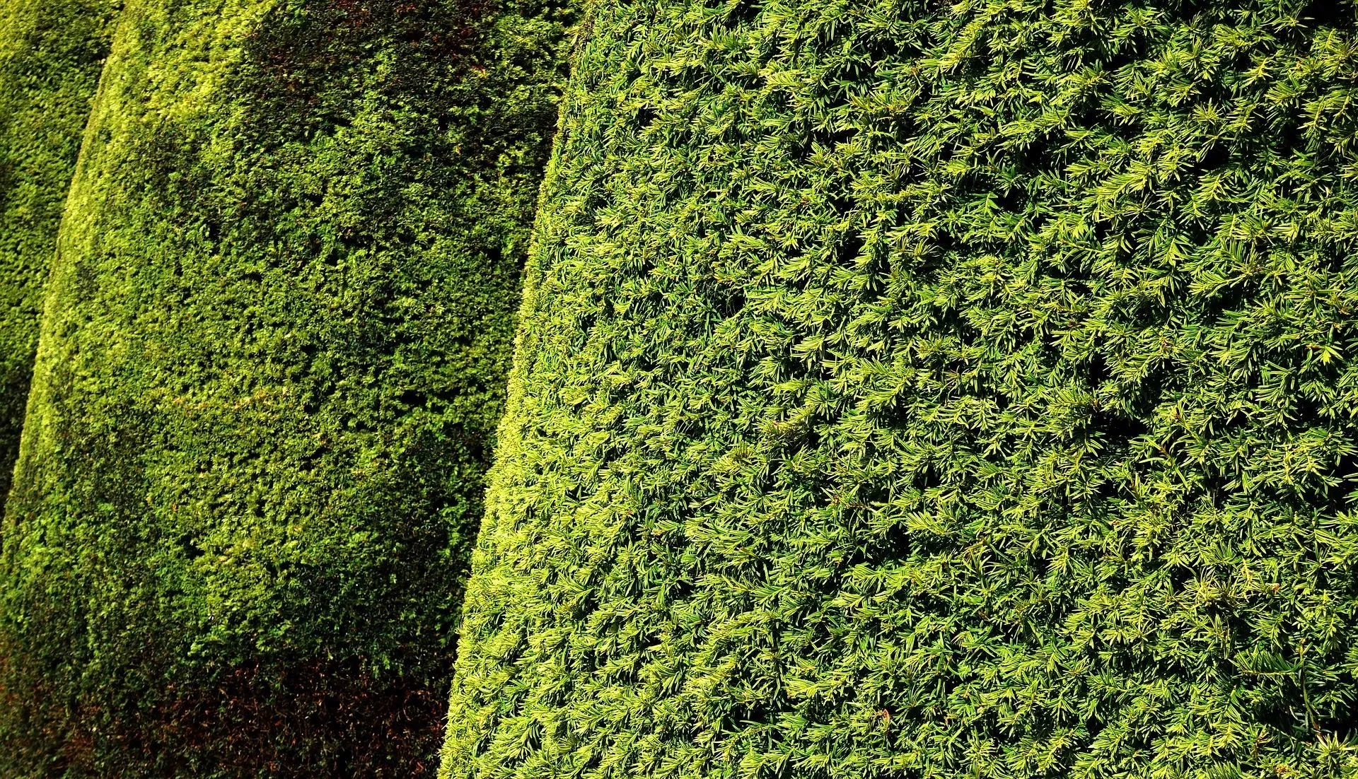taxus