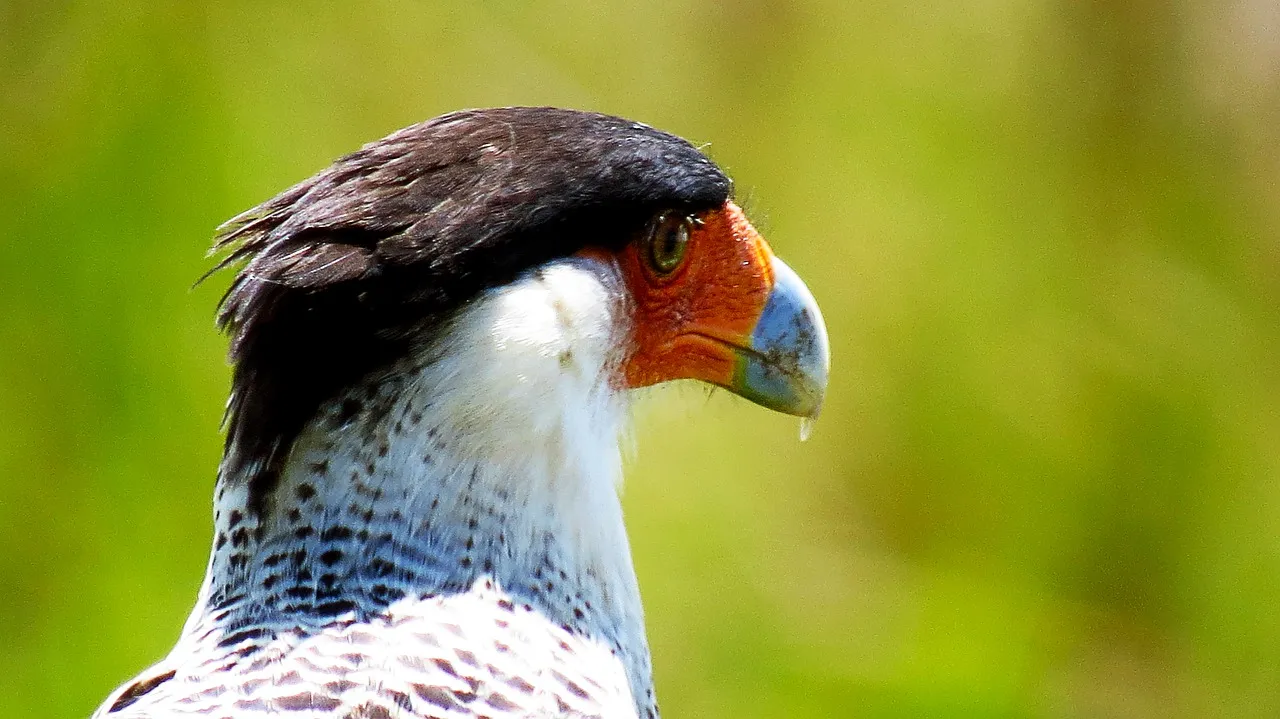 caracara edgarvasquezmanzano via pixabay