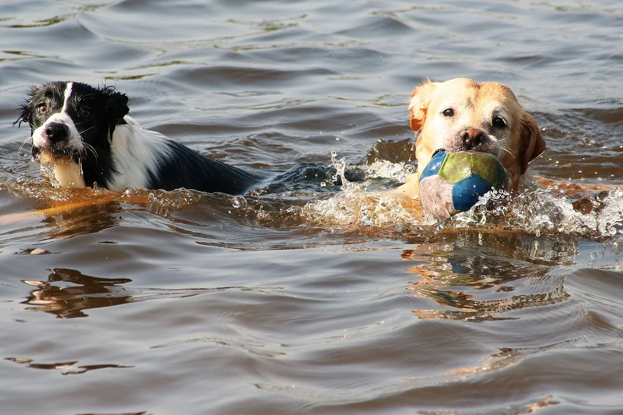 honden inkkroon via pixabay