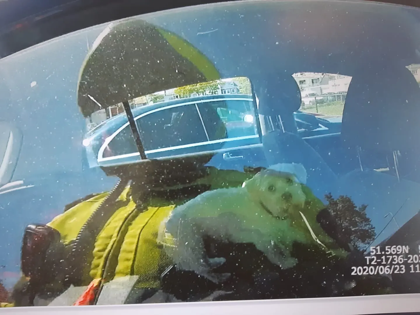 hondje in hete auto
