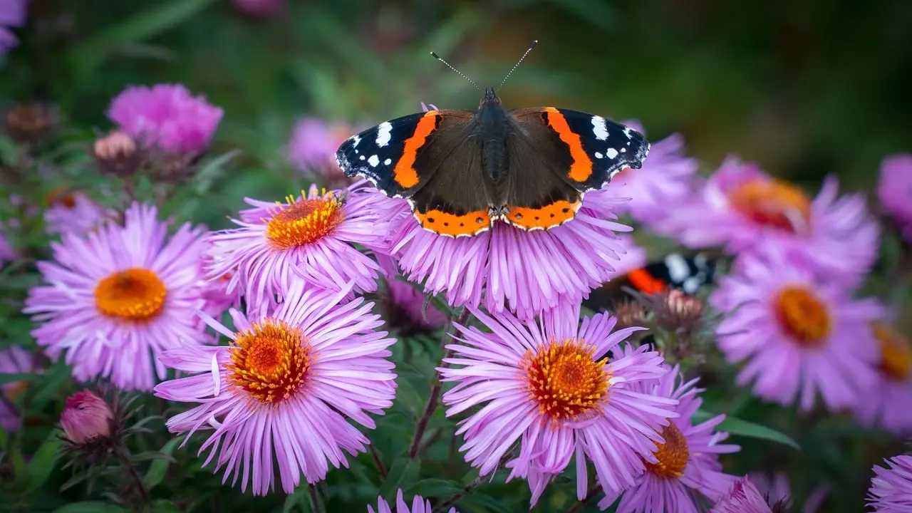 vlinder ian kelsall via pixabay