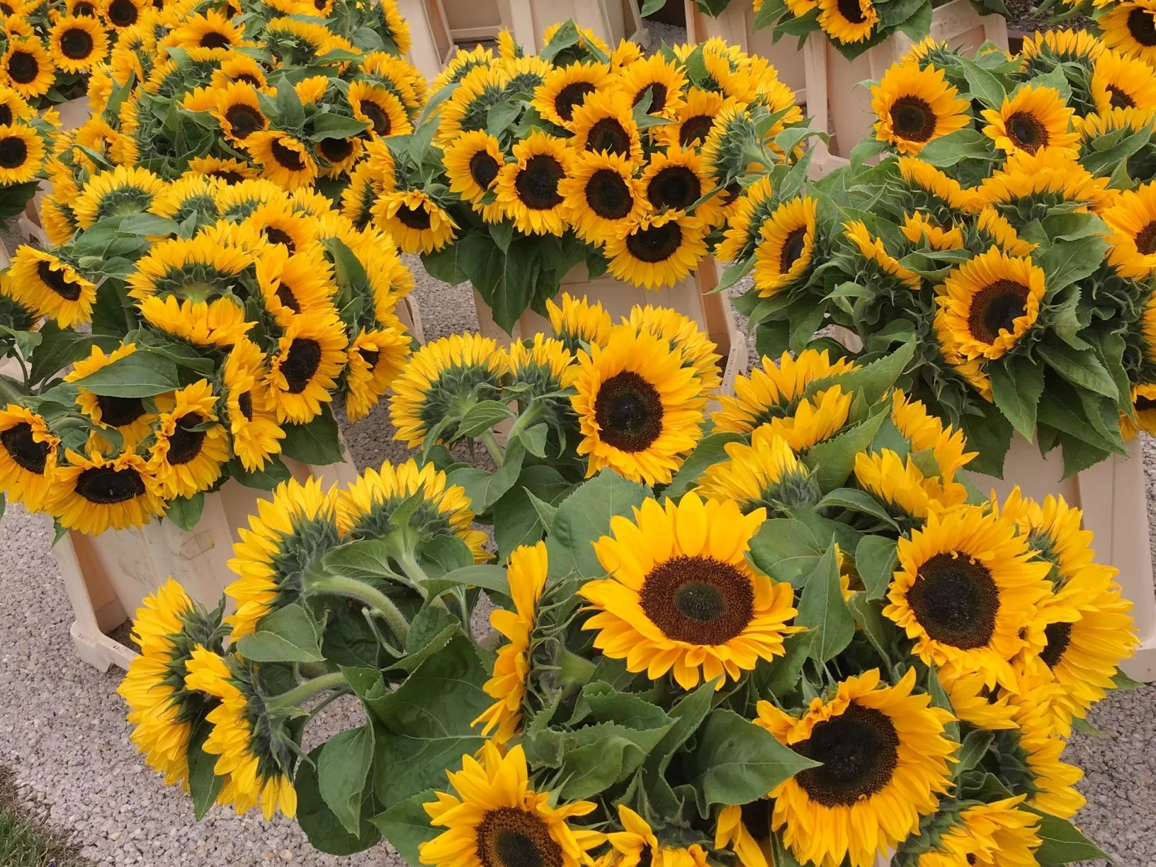 zonnebloemen