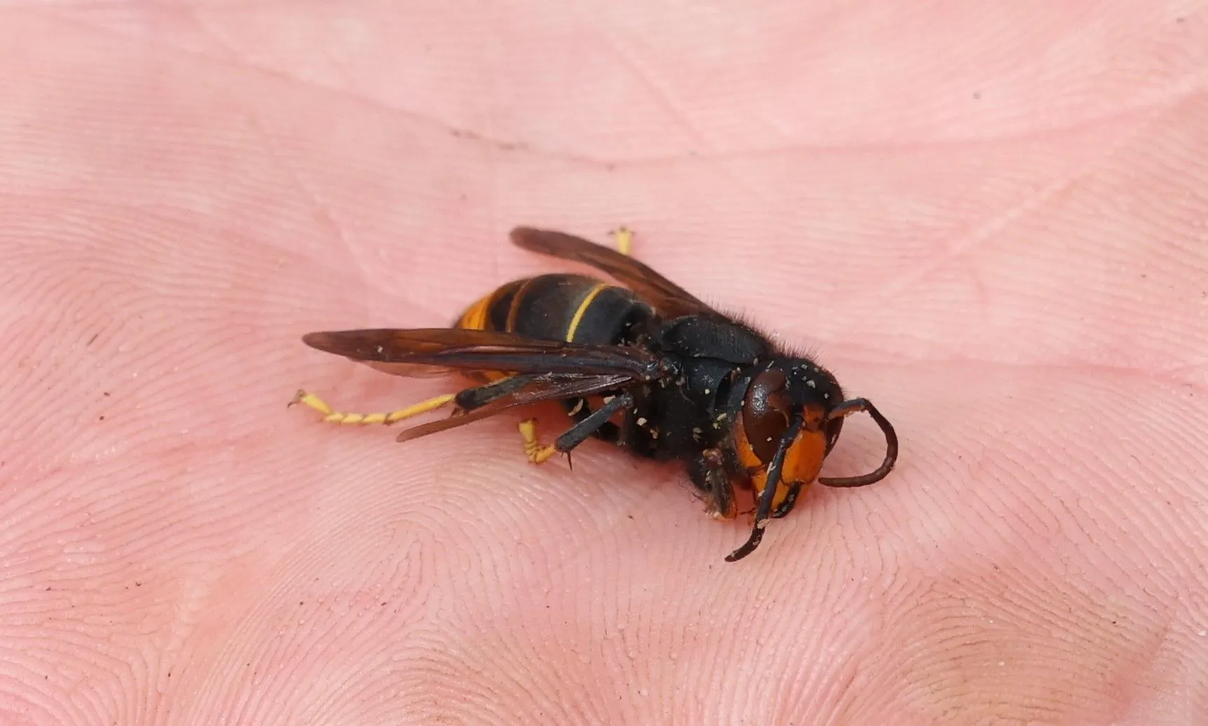 aziatische hoornaar 06