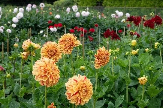 flora dahlias