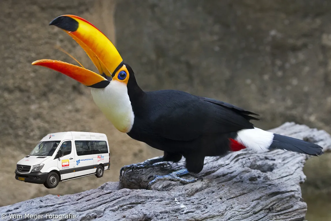 avifauna 2 wim meijer fotografie