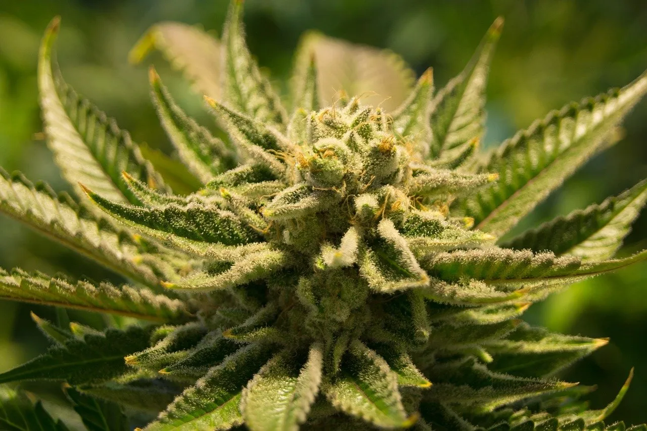 cannabis 2152604 1280