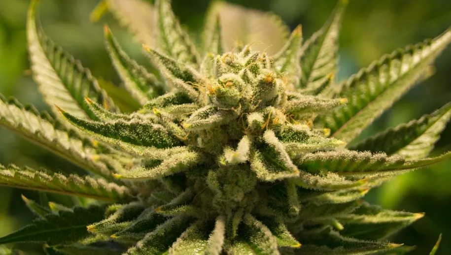 cannabis 2152604 1280 915x518 1