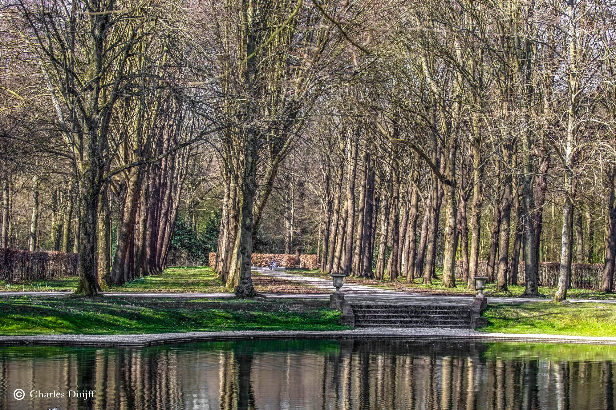 zon door bomen