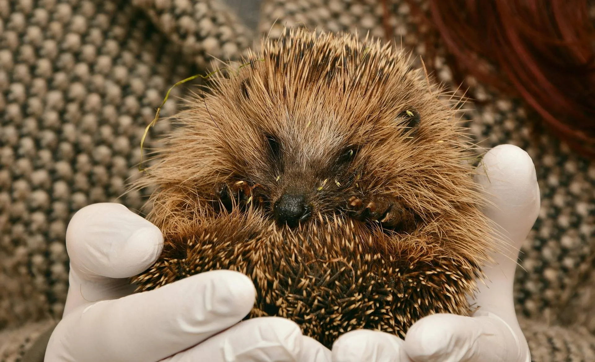 hedgehog 2074143 1920