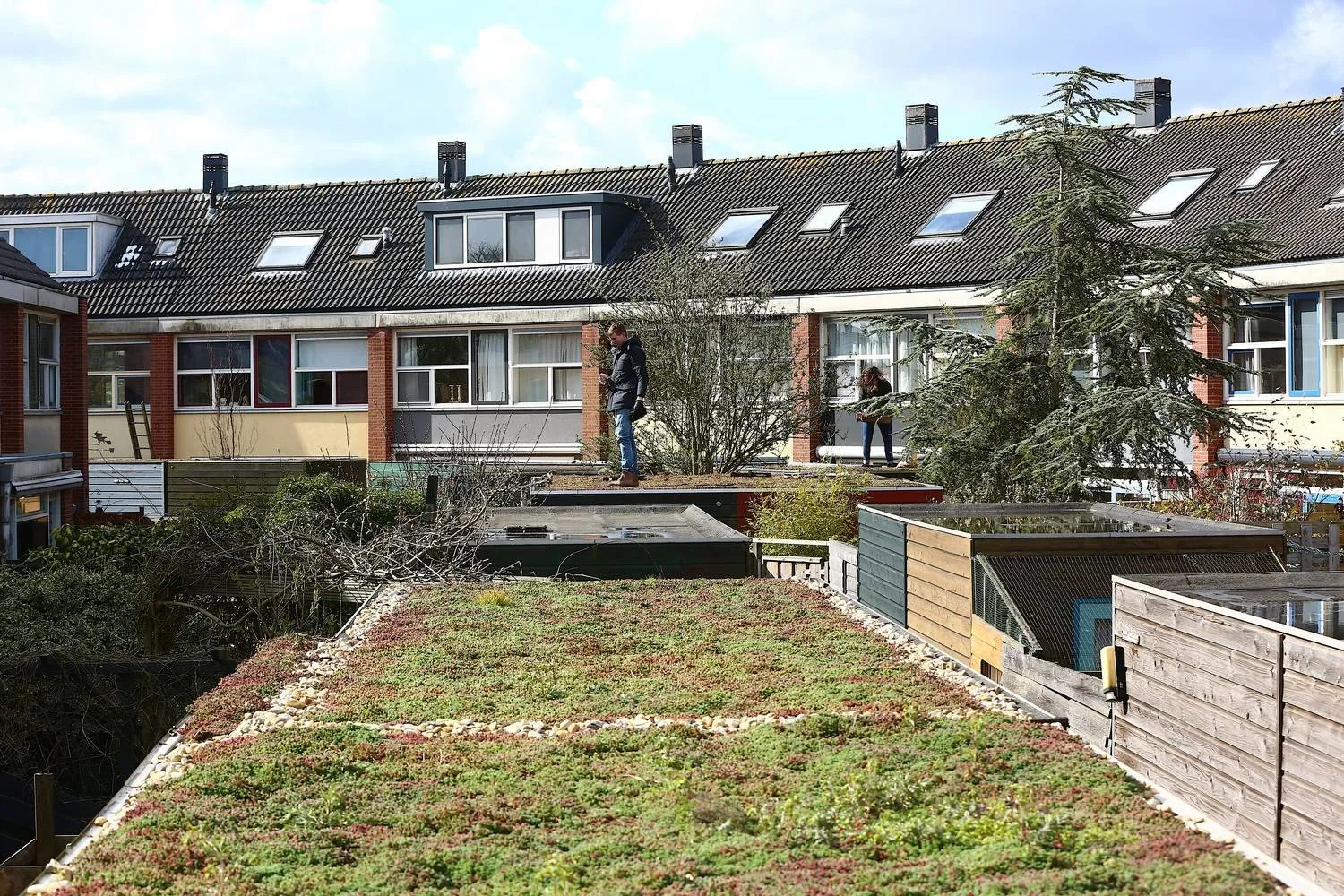 voorbeeld groen dak