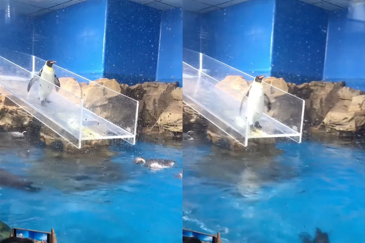 Fail van pinguin gaat enorm viraal