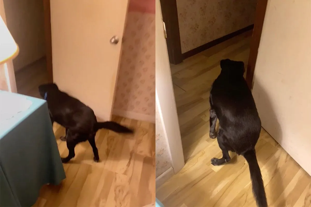 Hond laat een scheetje