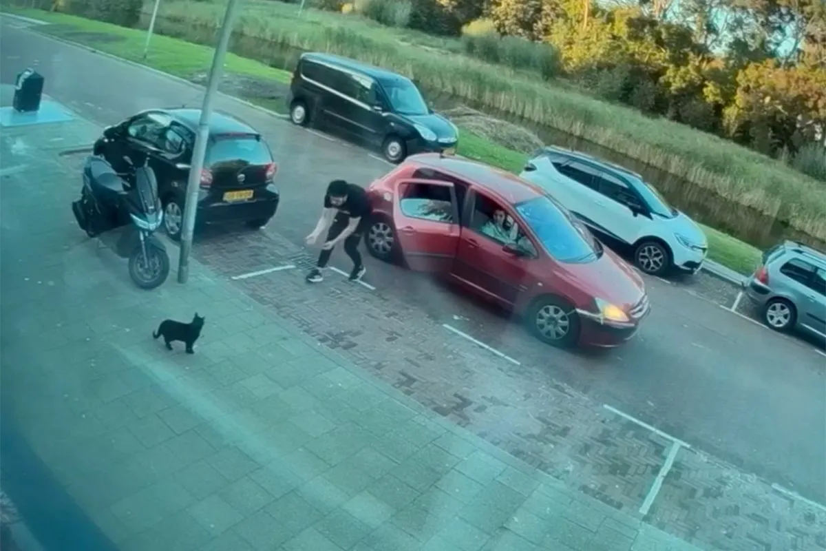 Schokkende beelden van de ontvoering van kat Mickey in Rozenburg gaan viraal