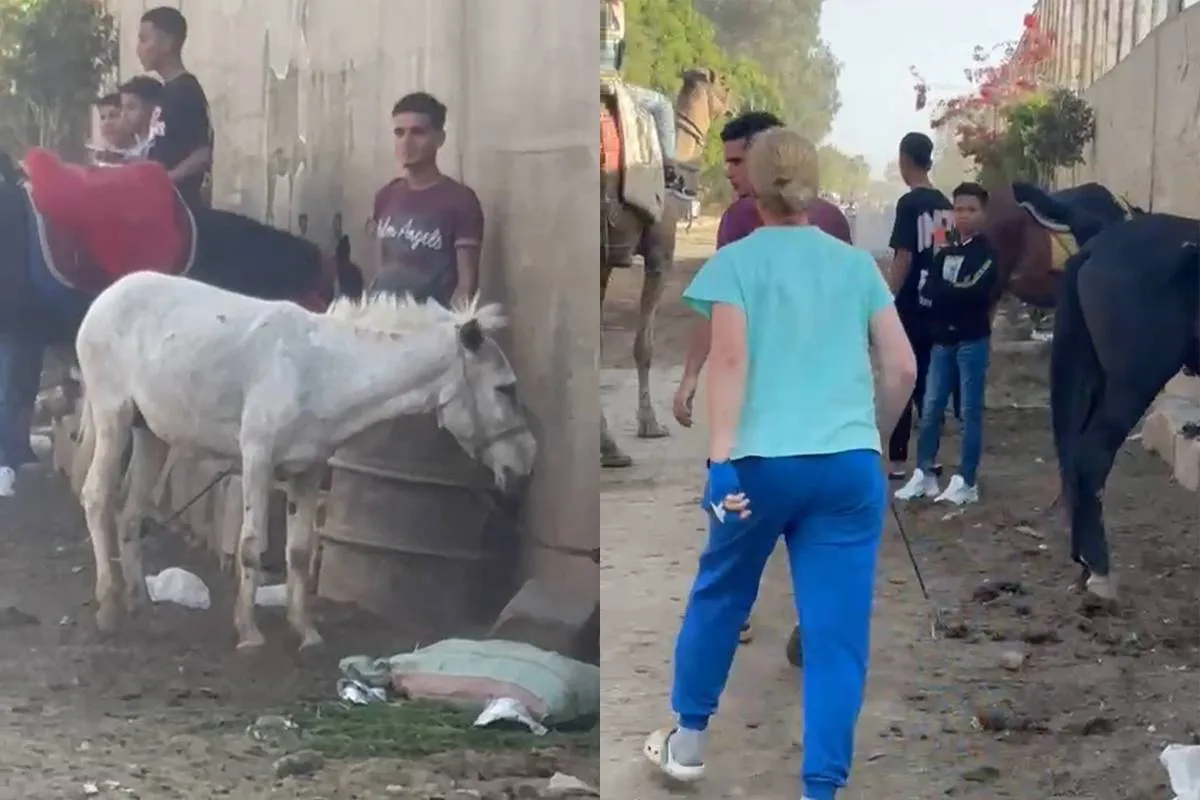 Nederlandse vrouw redt ezel van mishandeling in Egypte – en gaat vol in de aanval