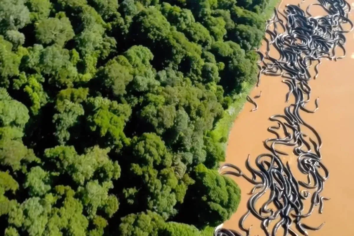 Beelden reusachtige anaconda’s Amazone gaan viraal, maar is het ook echt?