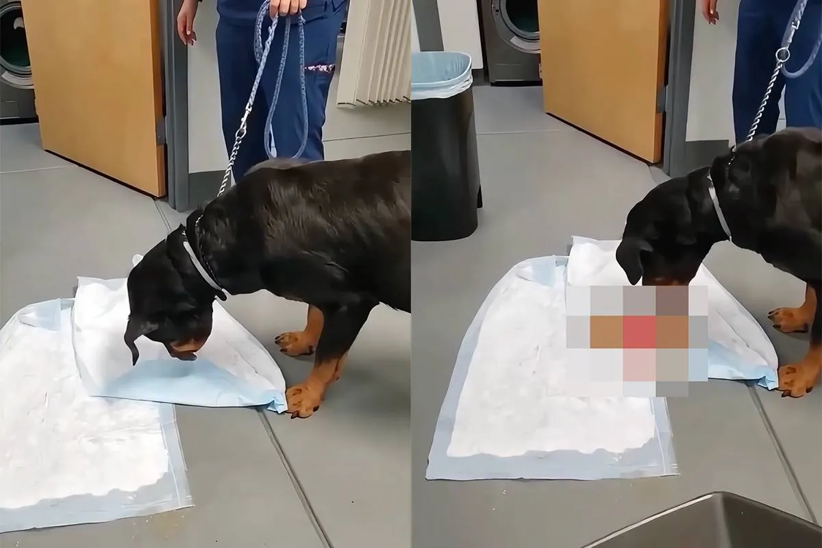 Honden eten alles, zelfs slaapkamerspeeltjes