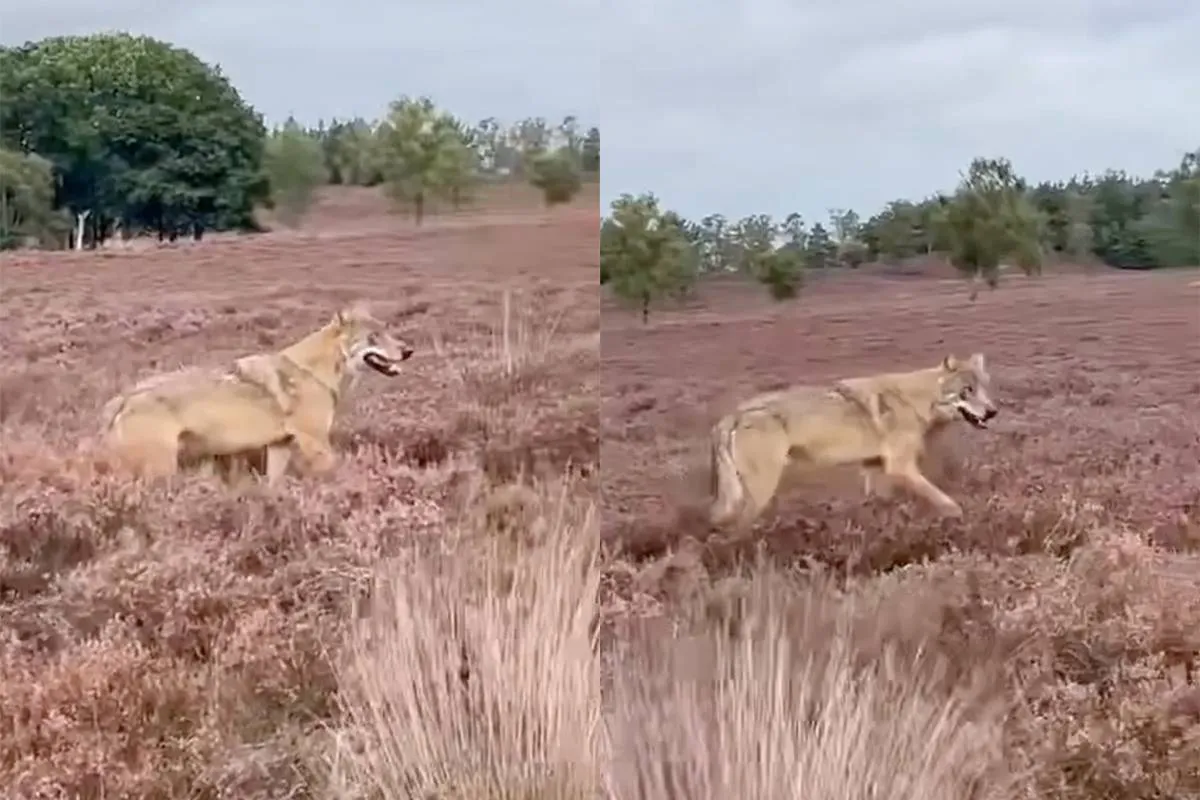 Wolf grijpt hond in Epe: zesjarige Daisy spoorloos na aanval in natuurgebied
